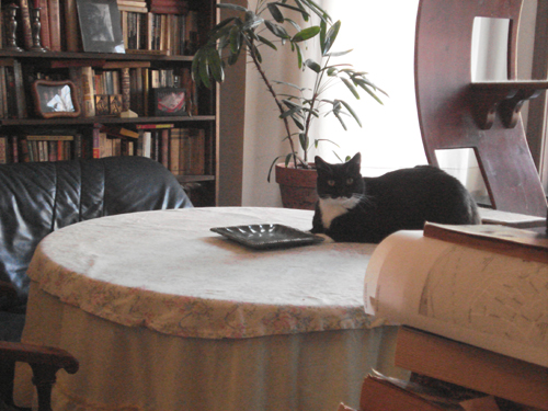 large black and white cat sitting on table