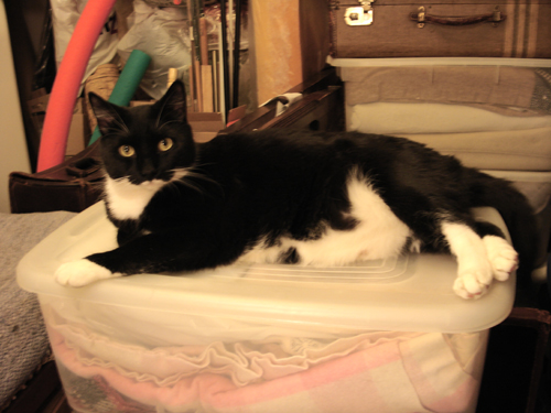 large black and white cat lying on storage tub