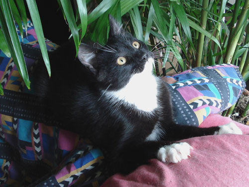 black and white kitten near house plant