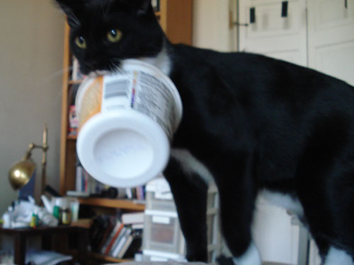 black and white cat carrying pudding tub