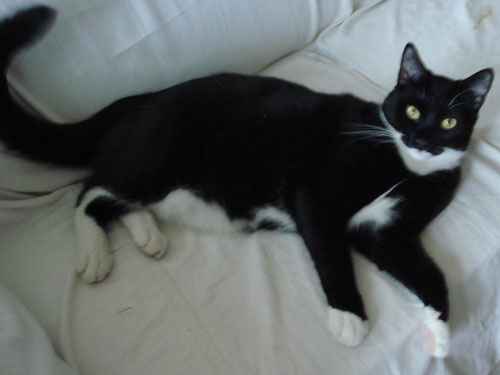 large black and white cat sprawling on sofa